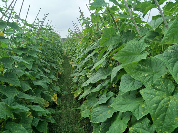 �Ͻ���ʳƷ���޹�˾�ջƹ�